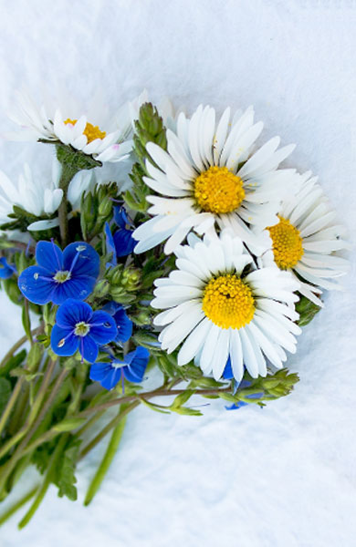 flower-item-6 flower-item-6
